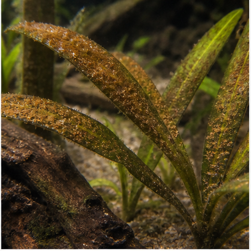 Algas marrones déposées sur des feuilles d'aquarium