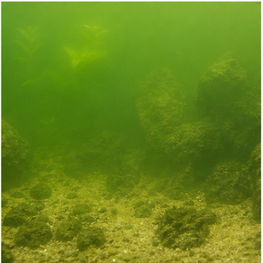 Agua verde trouble dans un aquarium