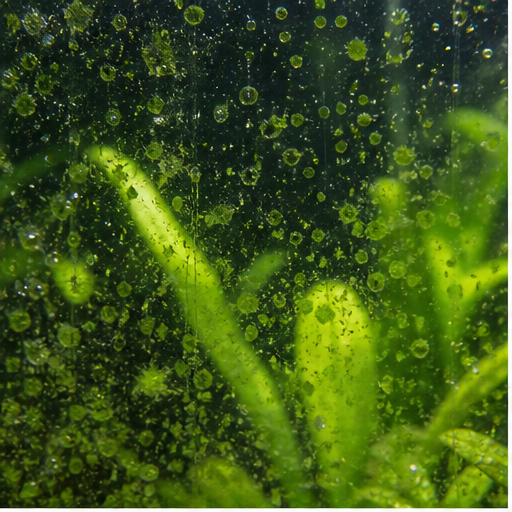 Algas verdes sur une vitre et des feuilles d'aquarium