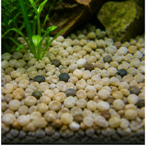 Sustrato del acuario arrondi dans un aquarium