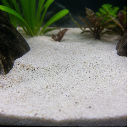 Sustrato del acuario clair dans un aquarium