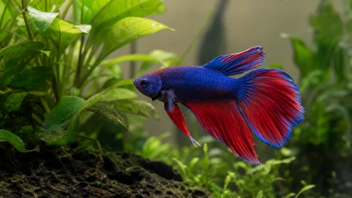 Peces compatibles con Betta: prudencia antes de mezclar