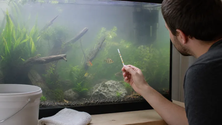 Agua turbia en el acuario: causas probables y acciones útiles