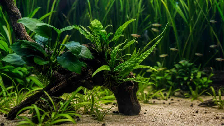 Plantas de acuario fáciles: elegir especies robustas