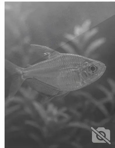Centropyge acanthops Ángel africano de África