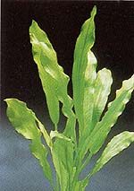 Echinodorus major