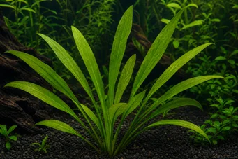 Echinodorus horemanni