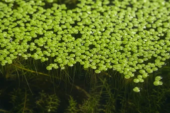 Lemna minor