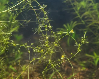 Utricularia aurea