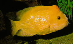 Amphilophus citrinellus (Anfilophus citrinelus)