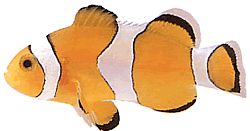 Amphiprion ocellaris