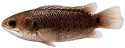 Anabas testudineus (Palo de escalada)
