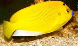 Apolemichthys trimaculatus Pez tritachery