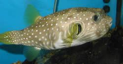 Arothron hispidus (Pez globo de mancha azul)
