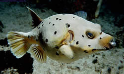 Arothron nigropunctatus