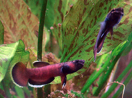 Betta albimarginata