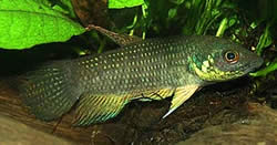 Betta trifasciata (Combatiente)