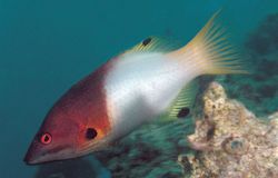 Bodianus axillaris (Tamarindo)