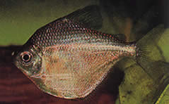 Brachychalcinus orbicularis (Disco de carácter)