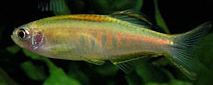 Brachydanio choprae (Chopray de danio)
