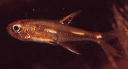 Brittanichthys sp (Guiones luminiscentes tetra)