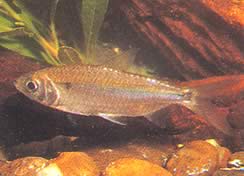 Brycinus leuciscus (Brycinus blanco)