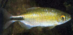 Brycinus longipinnis (Characin con aletas largas)