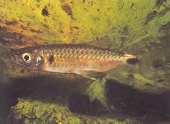 Brycinus macrolepidotus (Tetra con escamas verdaderas)