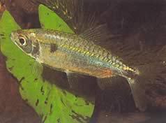 Brycinus schoutedeni (Brycinus con Grand Scales)