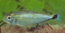 Brycon melanopterus (Brycon con aletas negras)