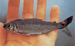 Brycon rubricauda (Brycon con aletas rojas)