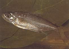 Bryconaethiops macrops (Tetra grandes ojos enmascarados)