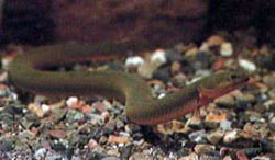 Calamoichthys calabaricus