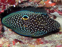 Calloplesiops altivelis Cometa