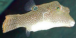 Canthigaster solandri Canthigaster-paón