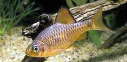 Capoeta oligolepis