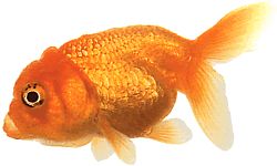 Carassius auratus lion