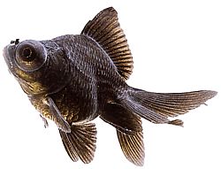 Carassius auratus telescope