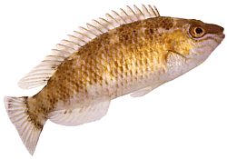 Centrolabrus exoletus Anticuado