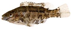 Centrolabus melops Crenilabre común