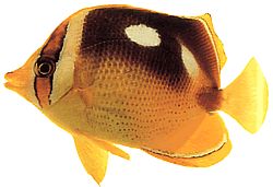 Chaetodon quadrimaculatus Cuatro puntos