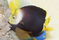 Chaetodontoplus melanosoma