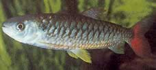 Chalceus erythrurus Chalceus con aletas amarillas