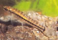 Characidium brevirostre Characidium corta