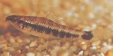 Characidium fasciatum Characidium fascinado
