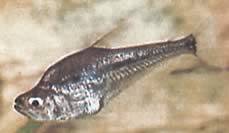 Charax gibbosus