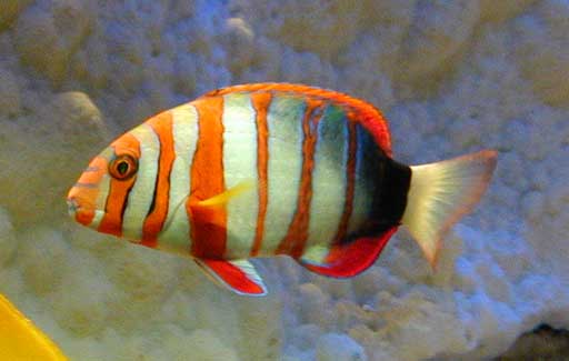 Choerodon sp