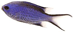 Chromis cyanea (Dama azul)