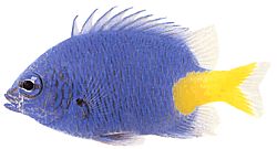 Chrysiptera parasema (Dama azul con cola amarilla)