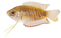 Colisa fasciata Paquete gigante